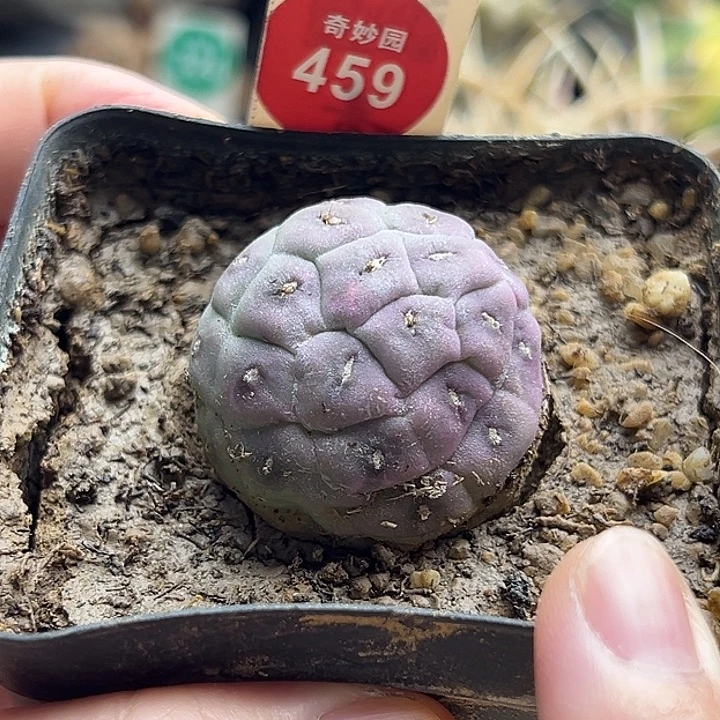 自根无刺习志野3.3cm