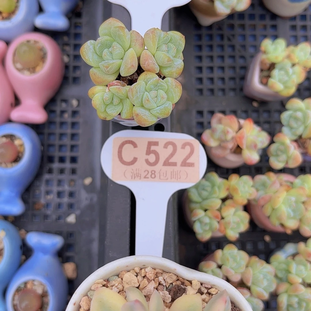 C522冰玉一物一拍