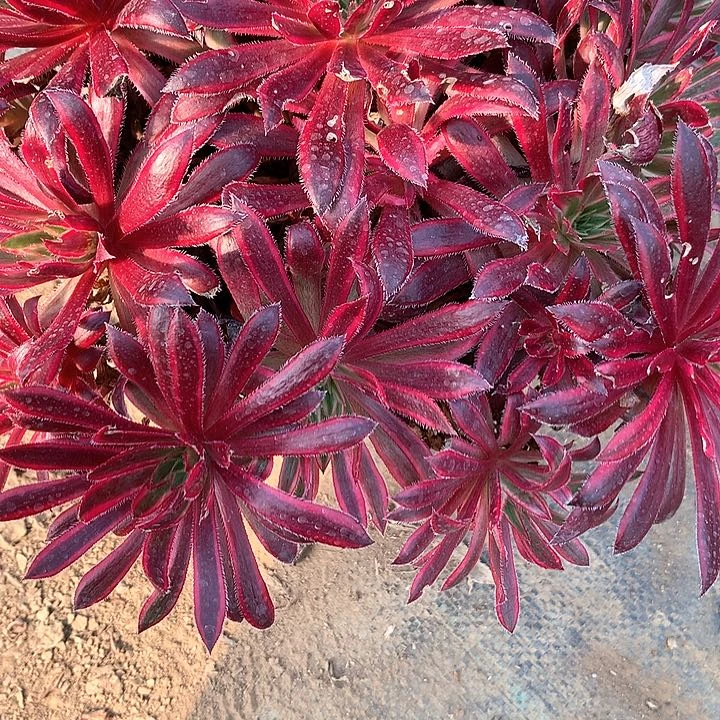 月**弯多多肉植物朱雀砍头40浅