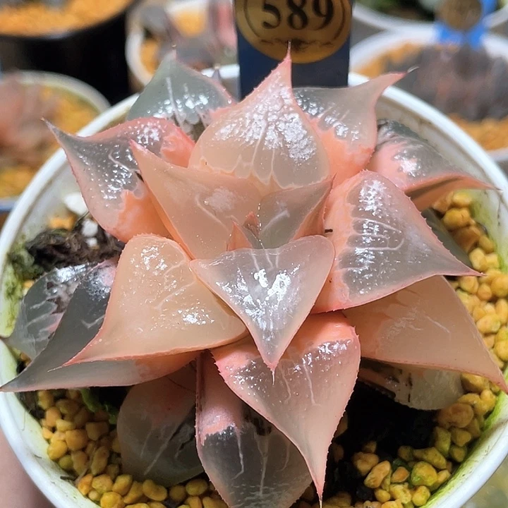 用***咚589糊斑酒吞锦特选母本
