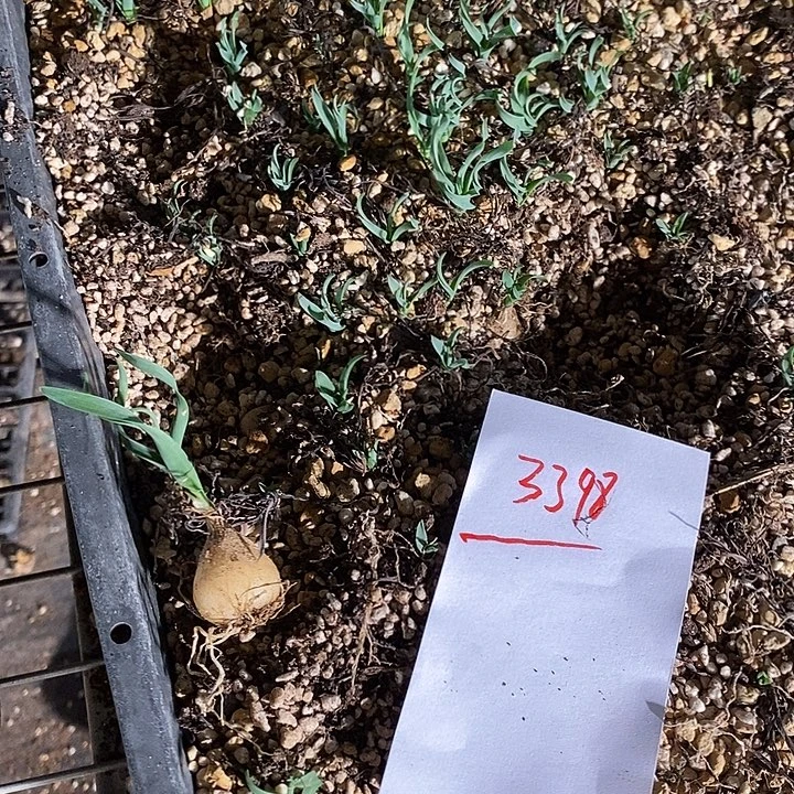 3398。 弹簧草一颗。
