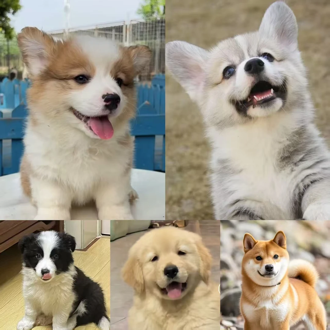 （乐逸犬舍）T狗狗活体