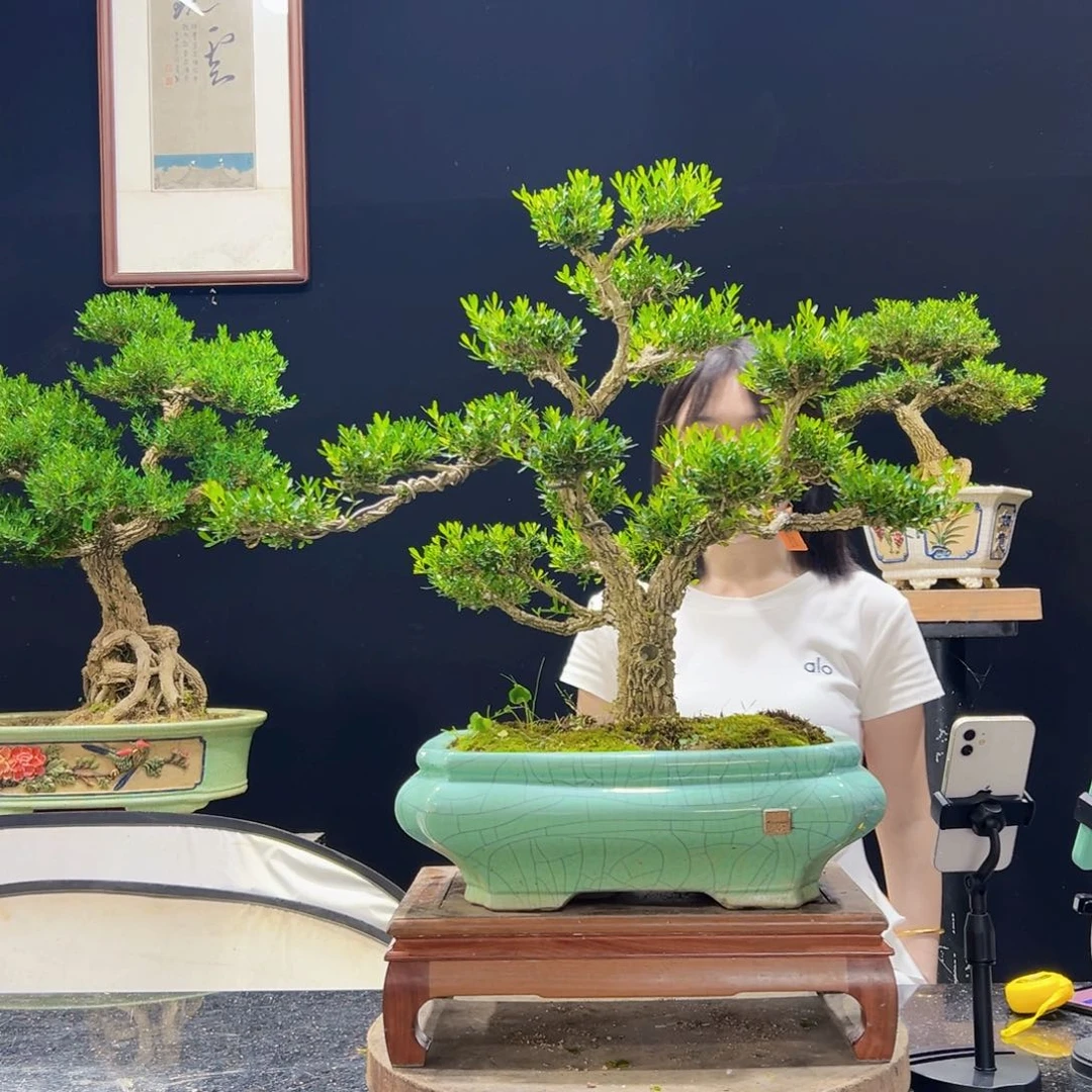 无花朵黄杨盆景老桩四季常青