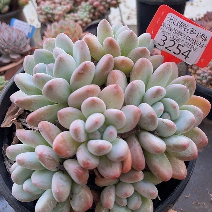 3254香水。