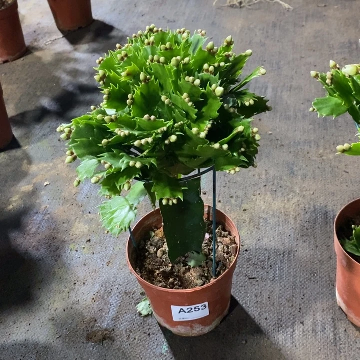 当前无花栽培后可以开花我****爱253白玛丽