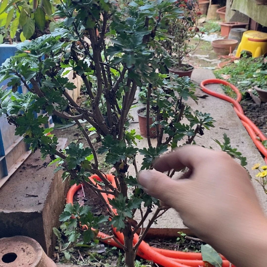 P***橙完全开放珠玉之菊花