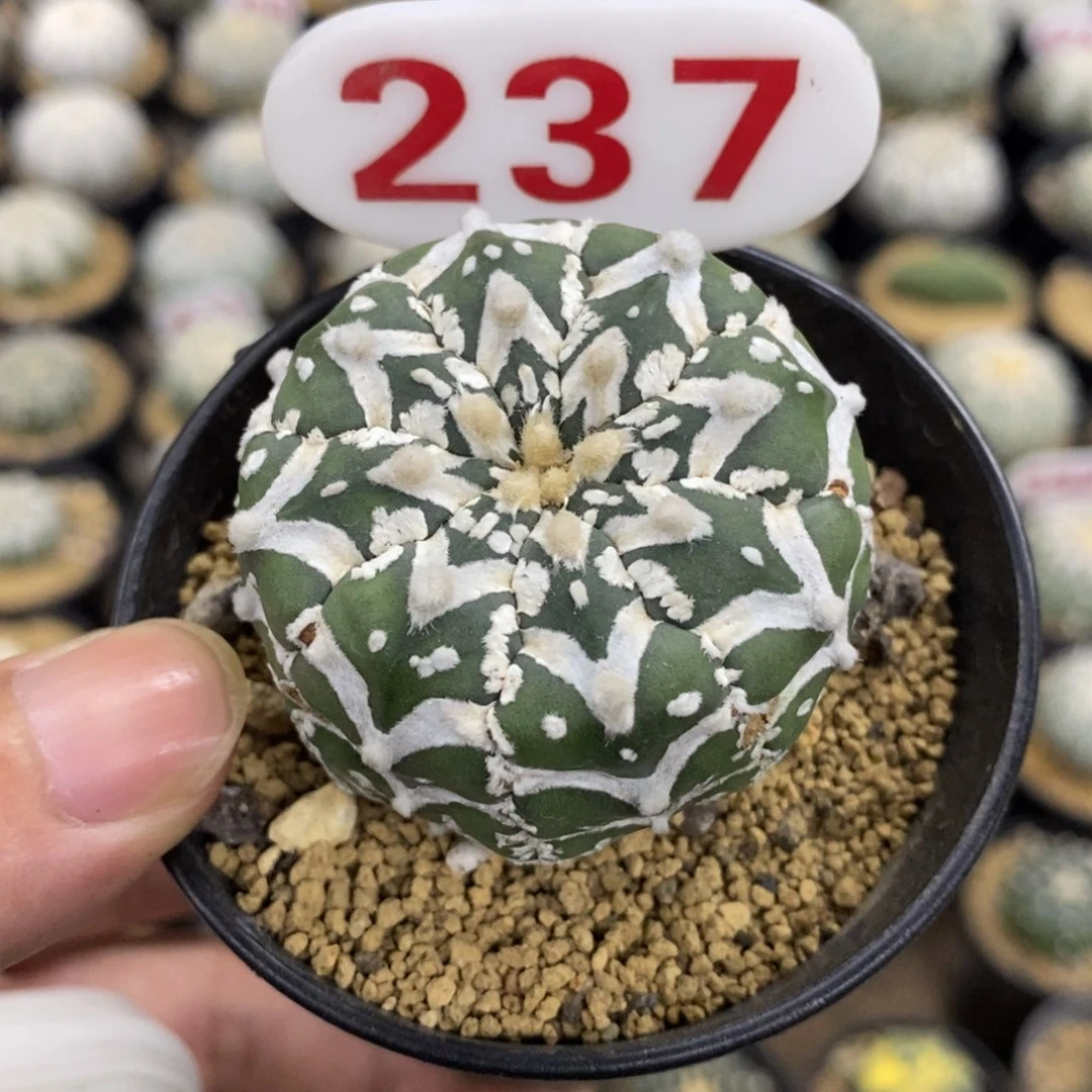 237琉璃v福利多多多
