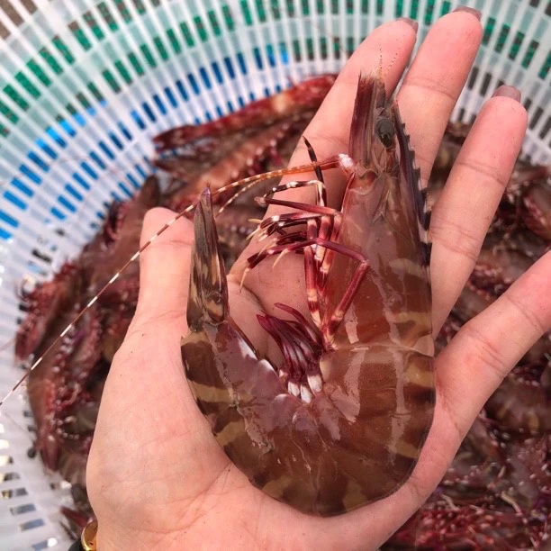 广东汕尾野生活冻红脚虾