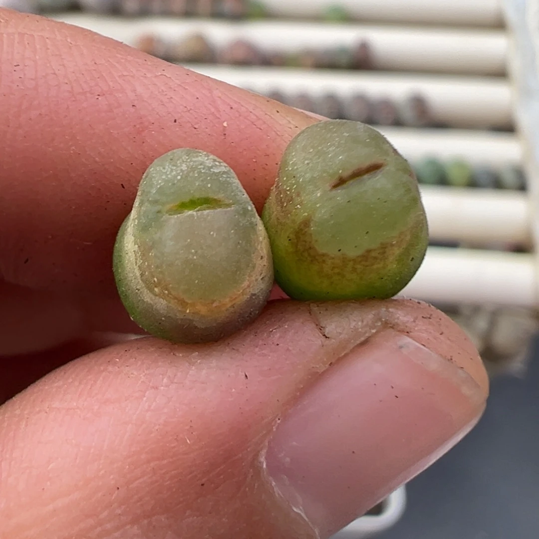 1.4好看的多肉脱土发货316