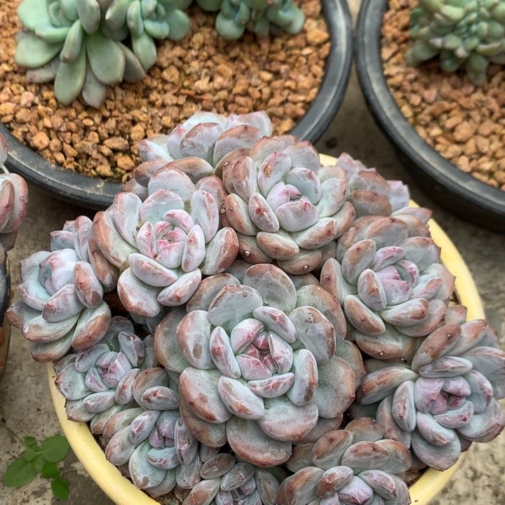 多肉植物石榴籽星影老桩自然群13头