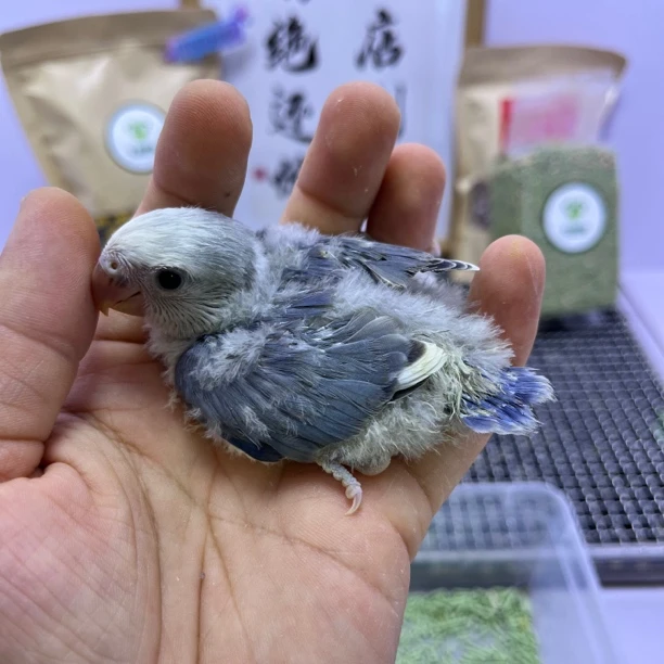 牡丹鹦鹉-精品紫罗兰派公D88539