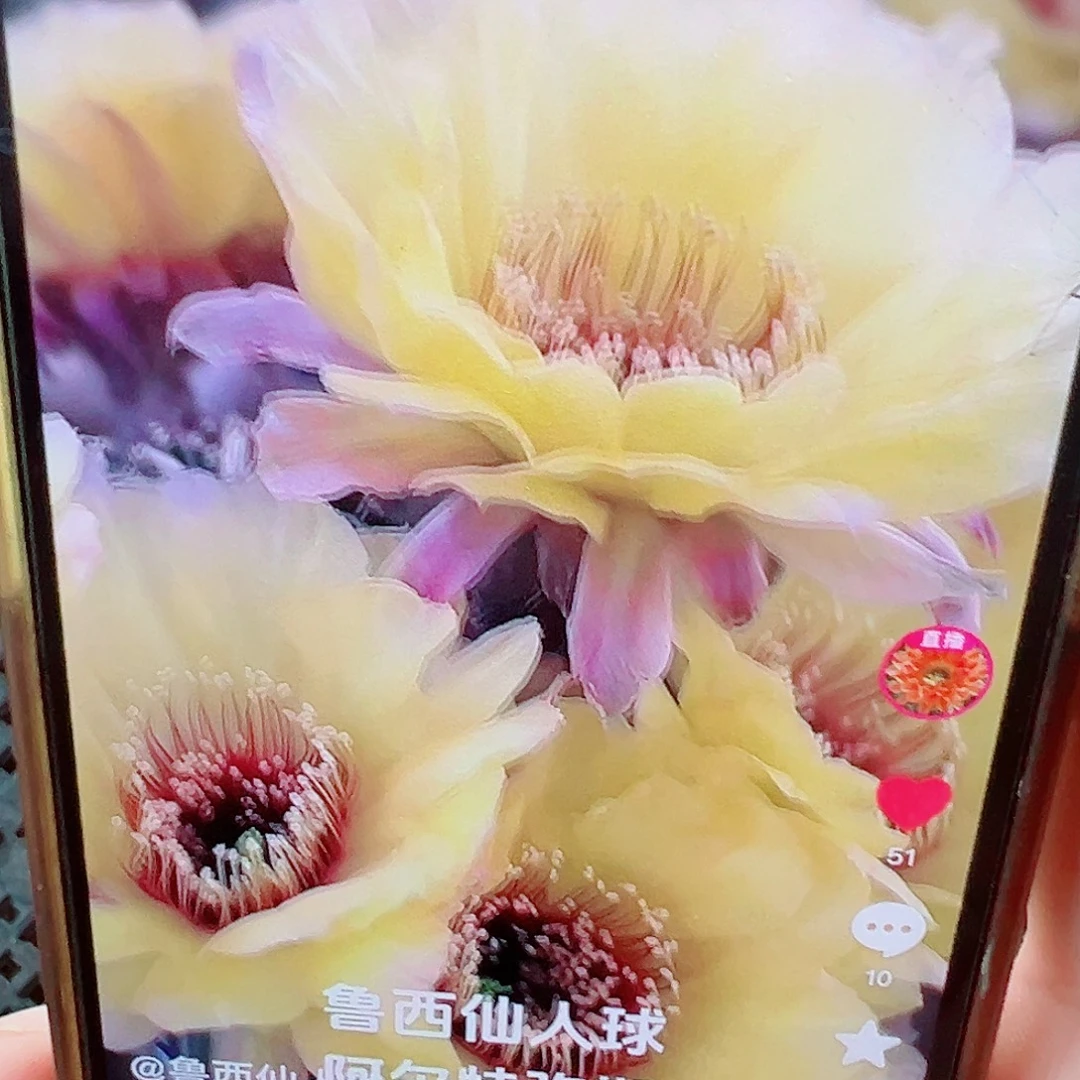 彩草 阿尔忒弥斯侧芽 满20包邮