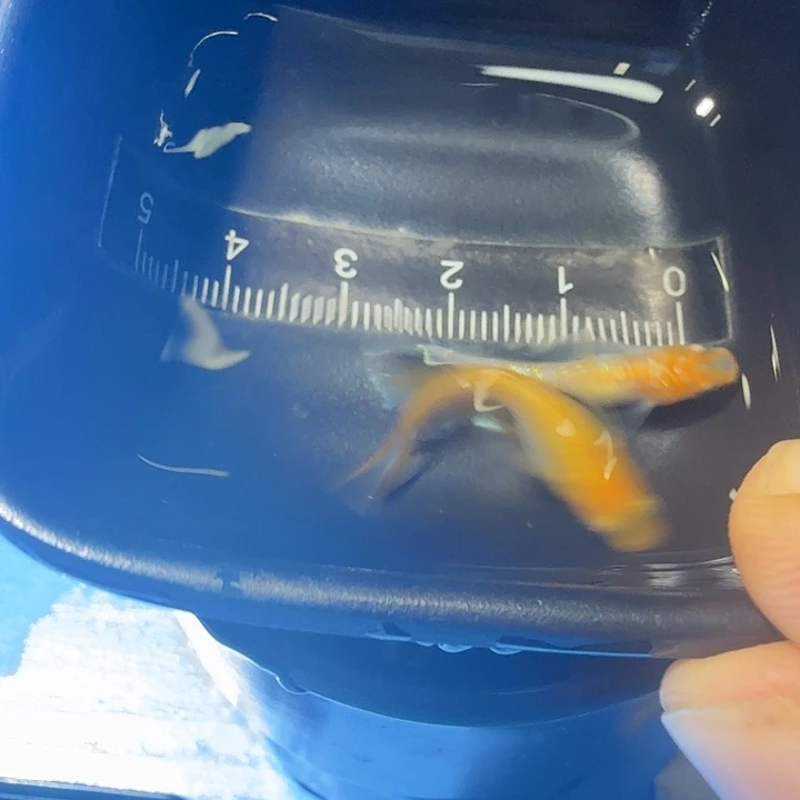 青鳉鱼16号拍品果冻