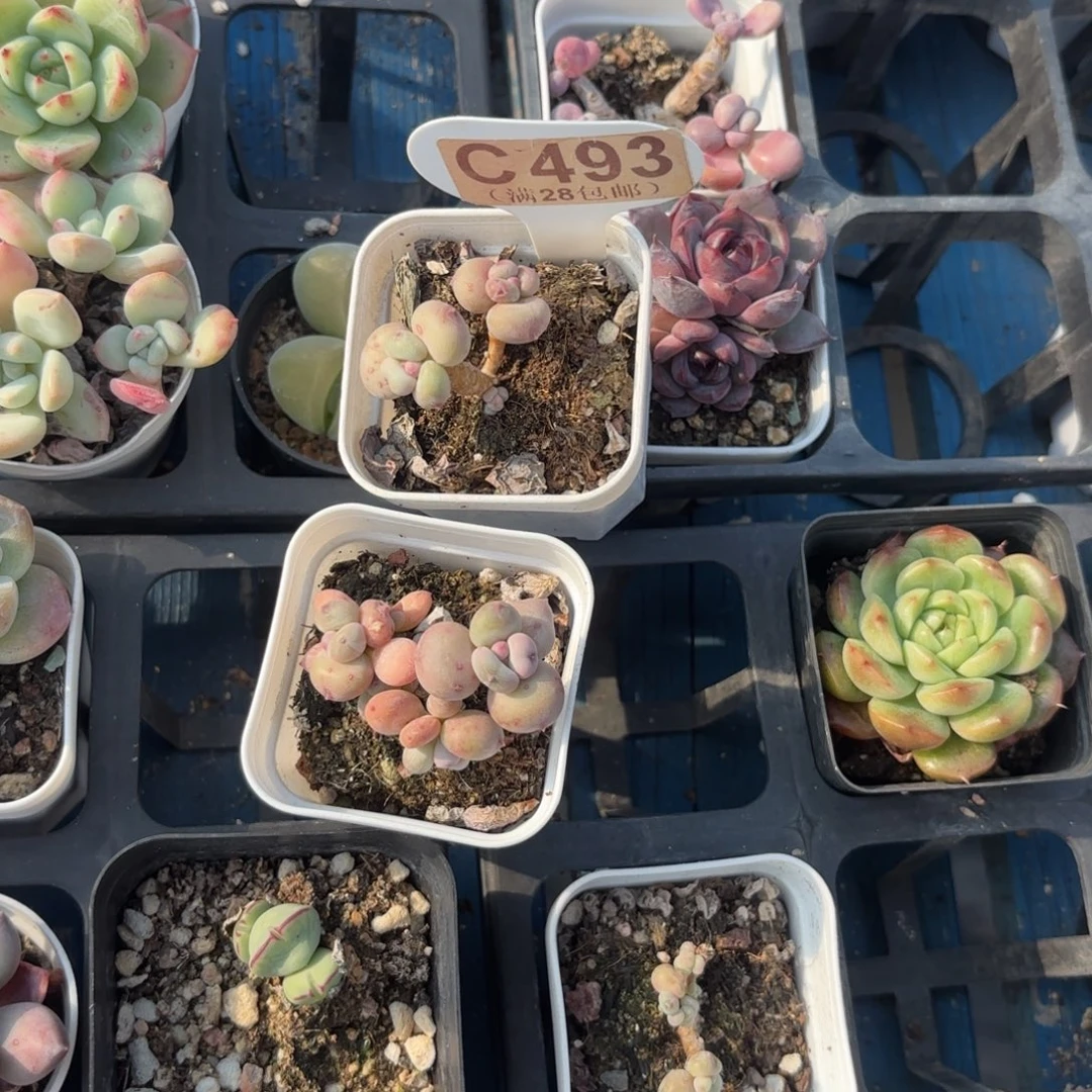 土***豆C493两颗萤火虫一物一拍