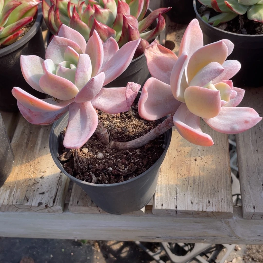 0304  奶凤  六月六