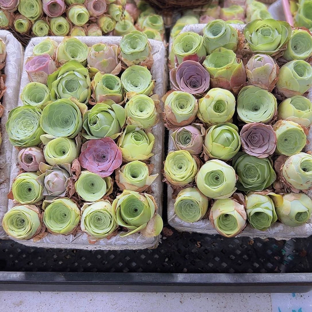 中苗组合30颗2到3厘米