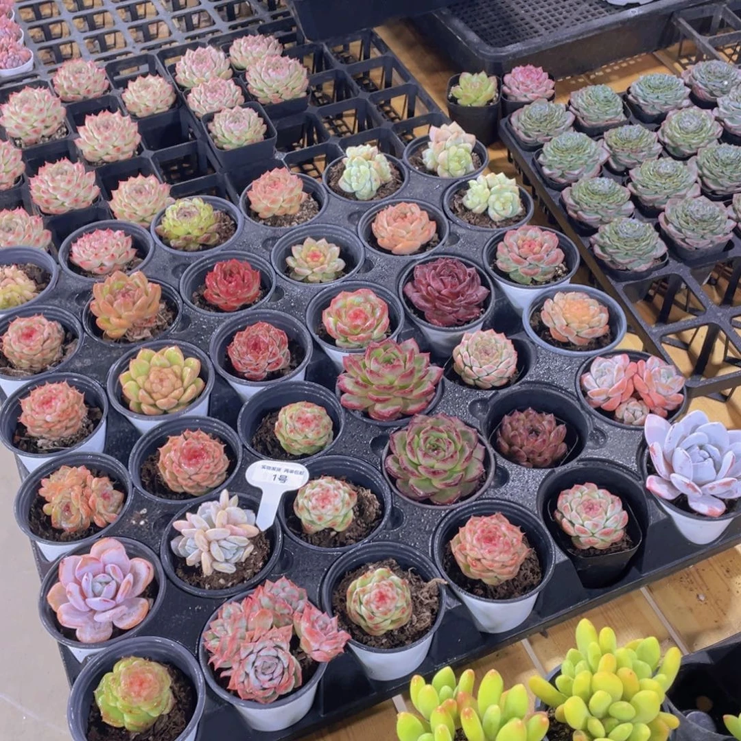 1号 美肉打包36号颗