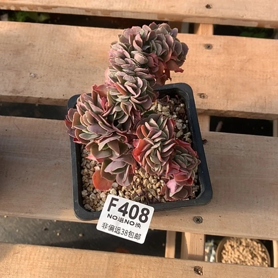 莫妮卡缀化408 亏本处理7-8天发货