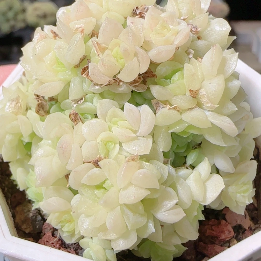 花语逸镜1027-202散