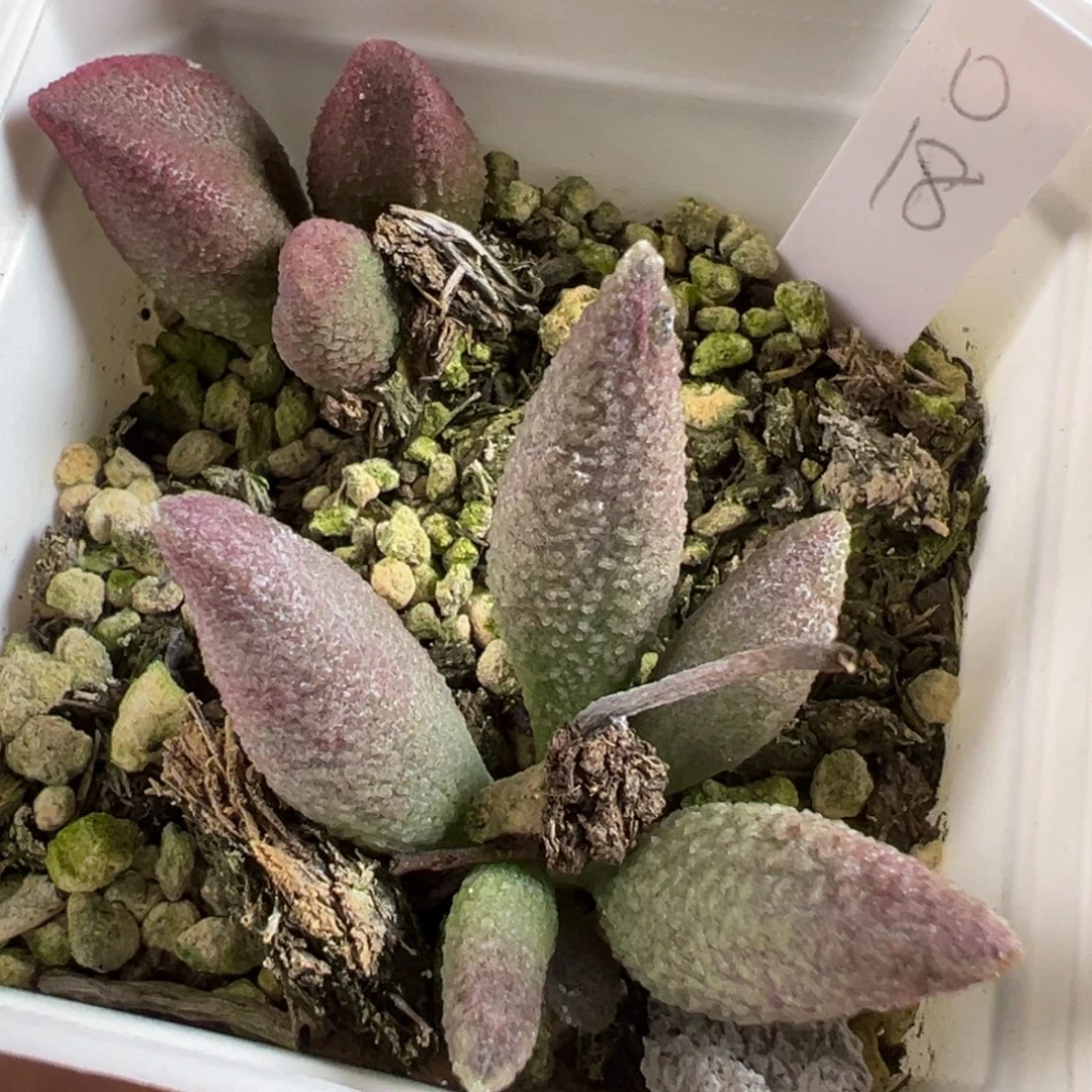 实生新品两颗一起多肉植物水泡