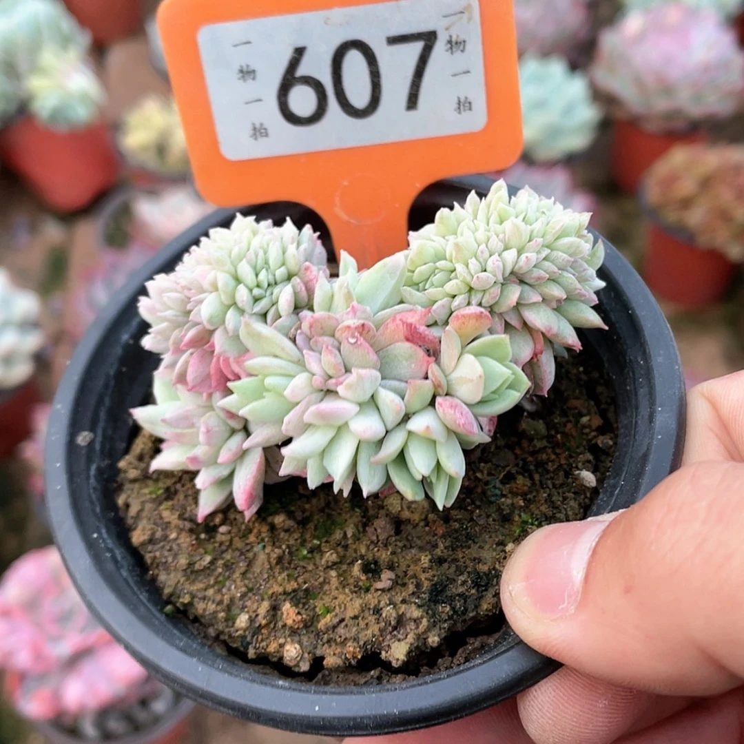 【闪购商品】大*糖607号