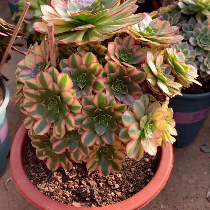 064雨荷多肉植物特价