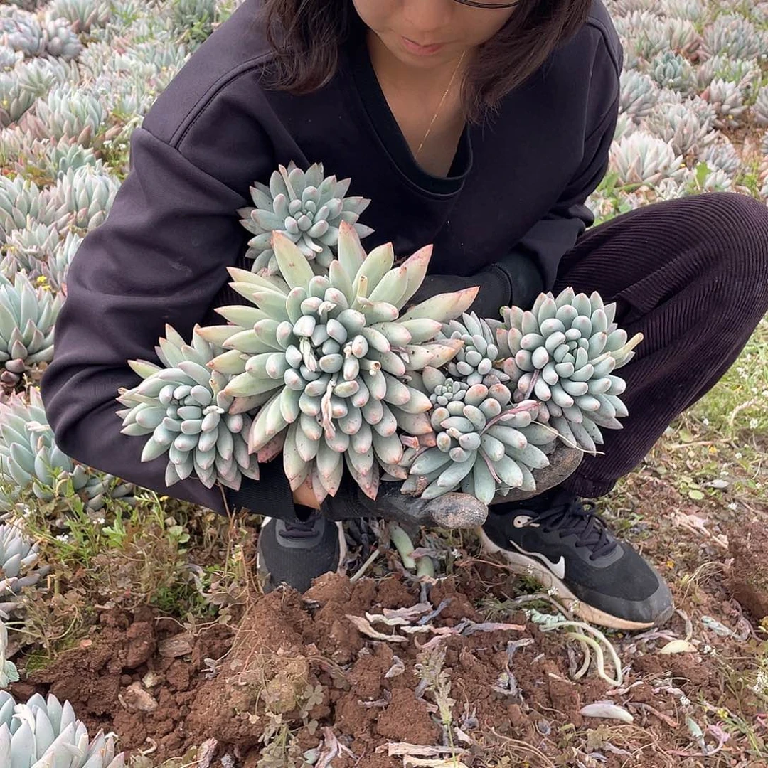 所罗门5-6头发货39米 量拍多肉