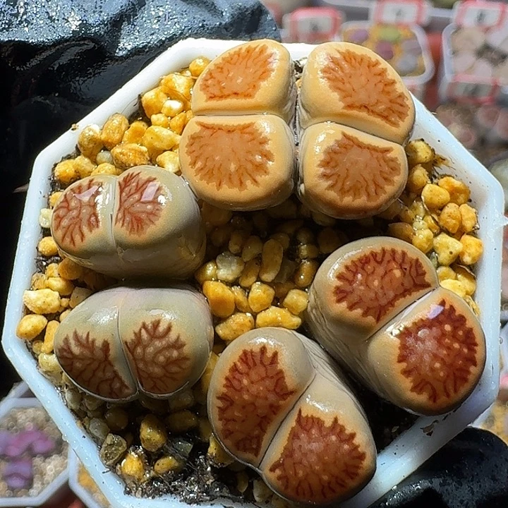 生石花11221。  119