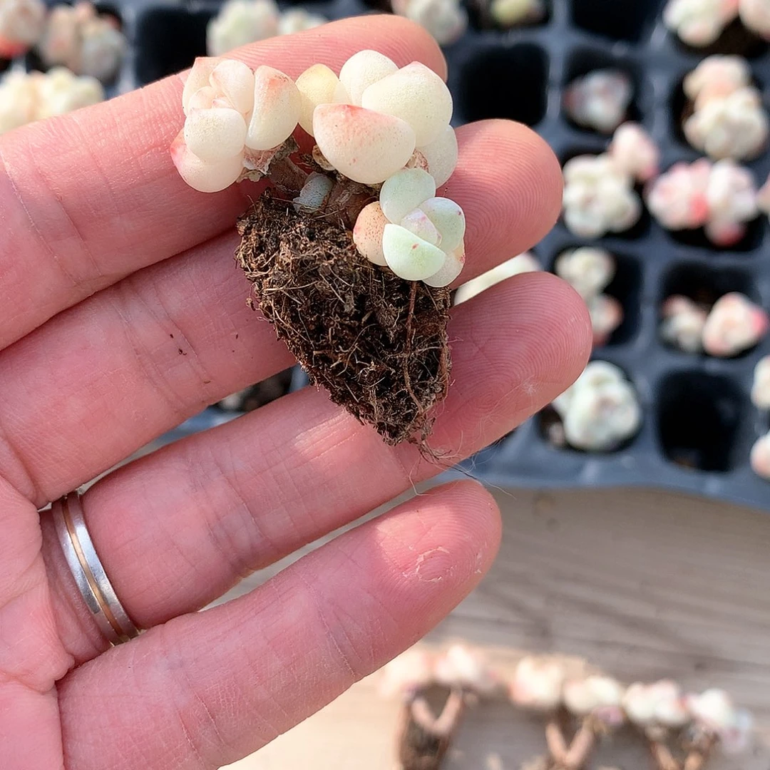 咕**噜咕噜的冰玉111111111