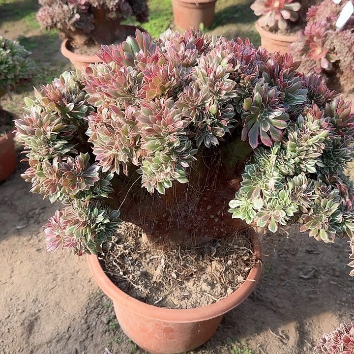 高****植缀话脱土发货缀话