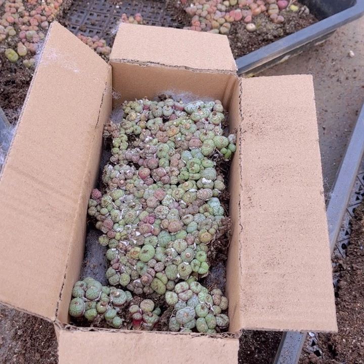 一箱两层风铃➕安贞000000000