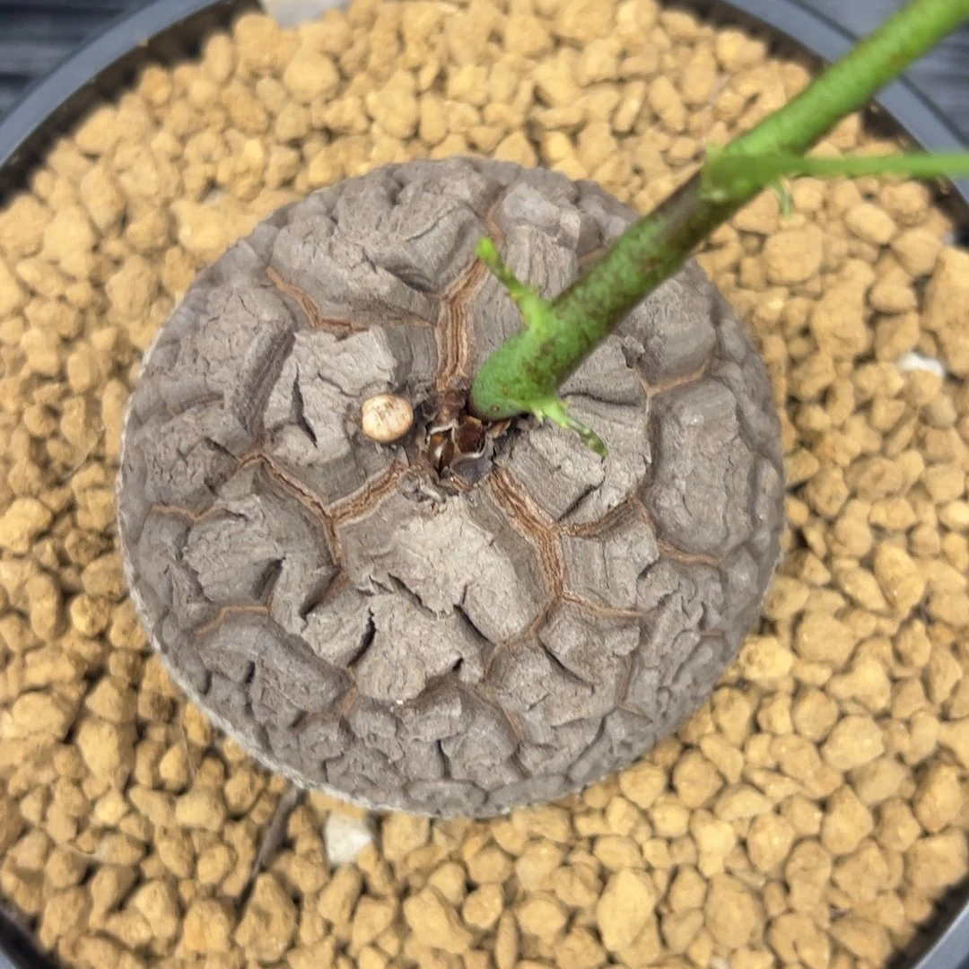 精品盆栽养定的龟甲龙123号