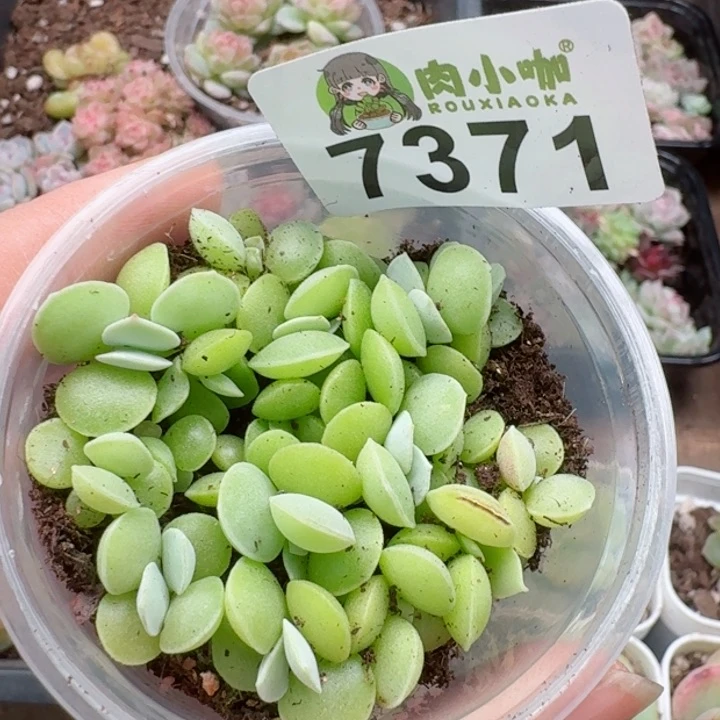 多肉植物多肉植物