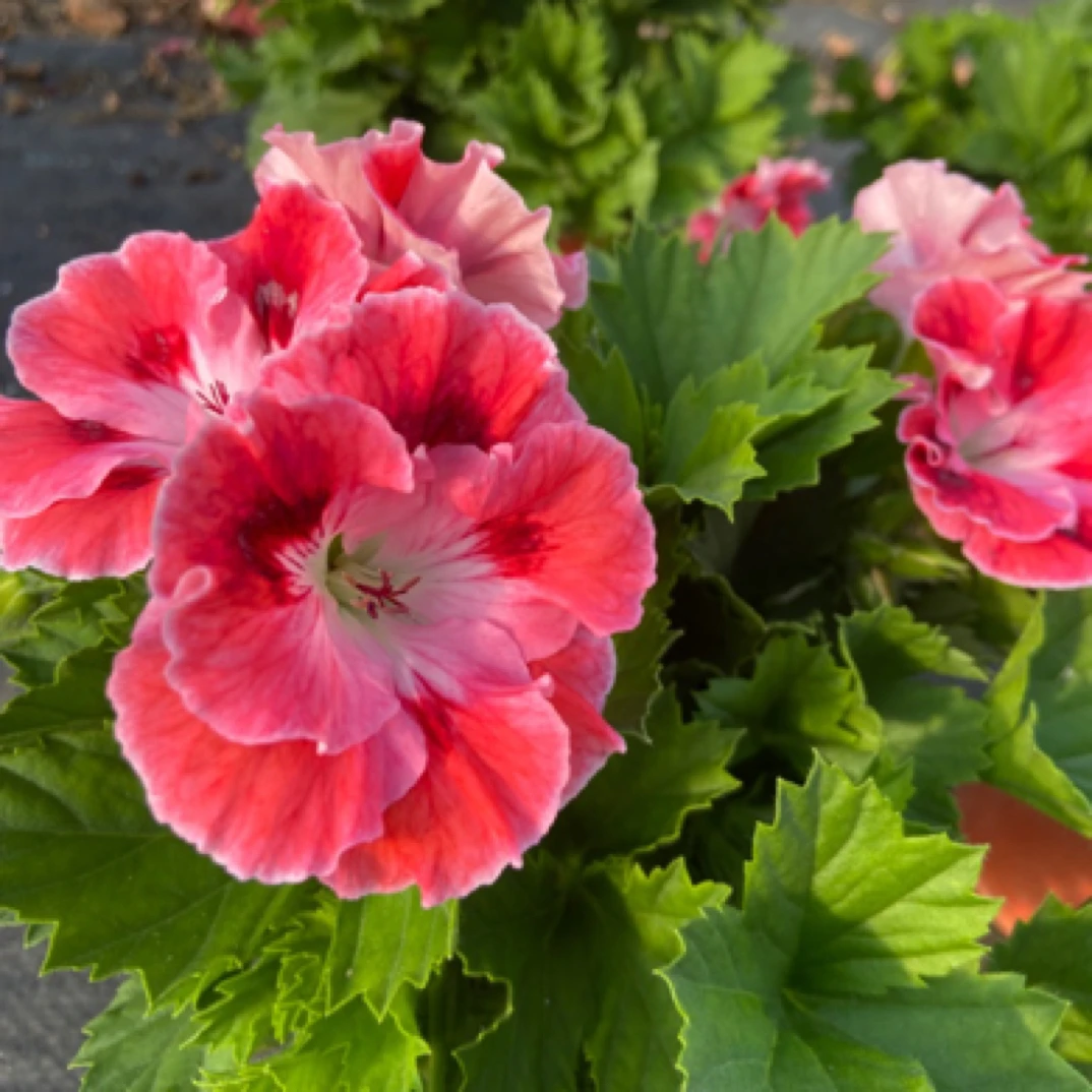 言植花卉蝴蝶梅大花天竺葵盆栽室内易养四季开花阳台庭院花卉