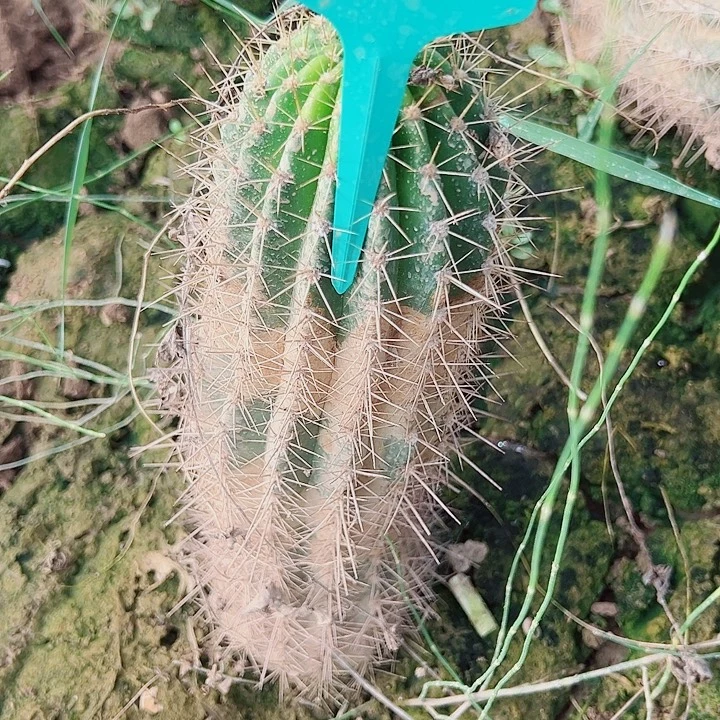 呼***呼毛花柱春春 1055 瑕疵 0000