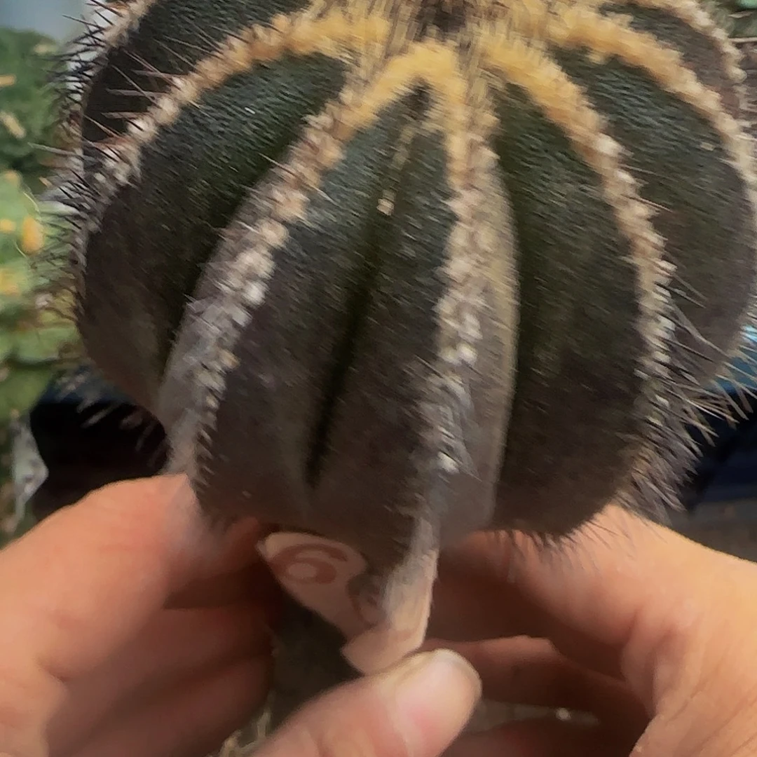 新***界紫皮尤波球665仙人球开花