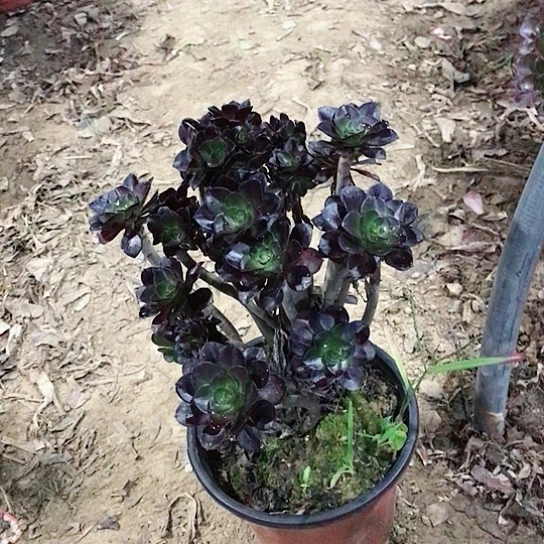 子***玉黑法小朵朵多肉植物51