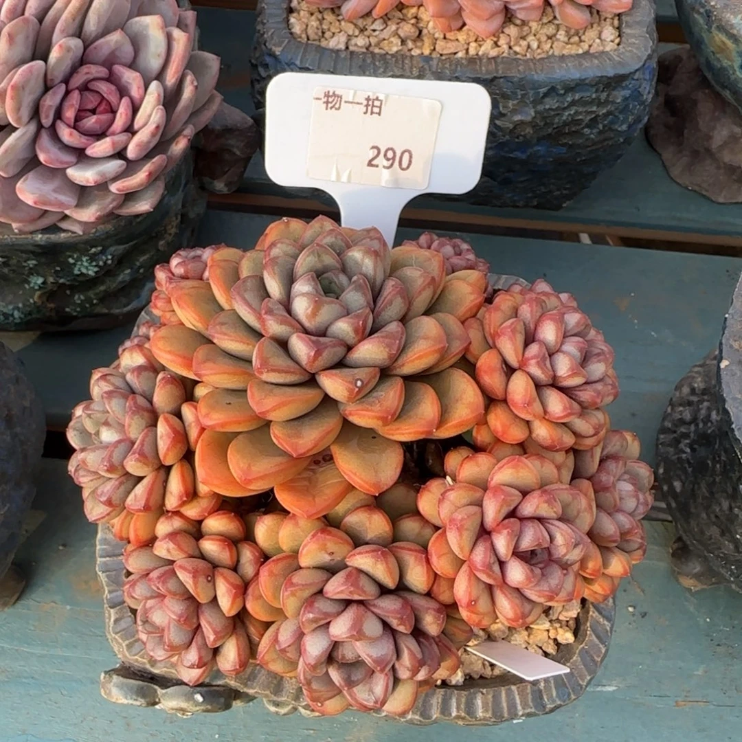 解忧一物一拍290号