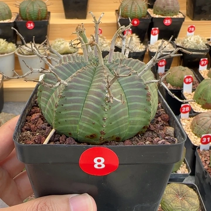 M***c8号（法丽达）实生园艺带盆（尺寸直径）-（-）厘米