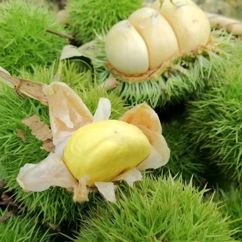 2025新鲜嫩板栗球白壳板栗带刺壳白皮刺球毛栗子带壳栗包嫩栗子