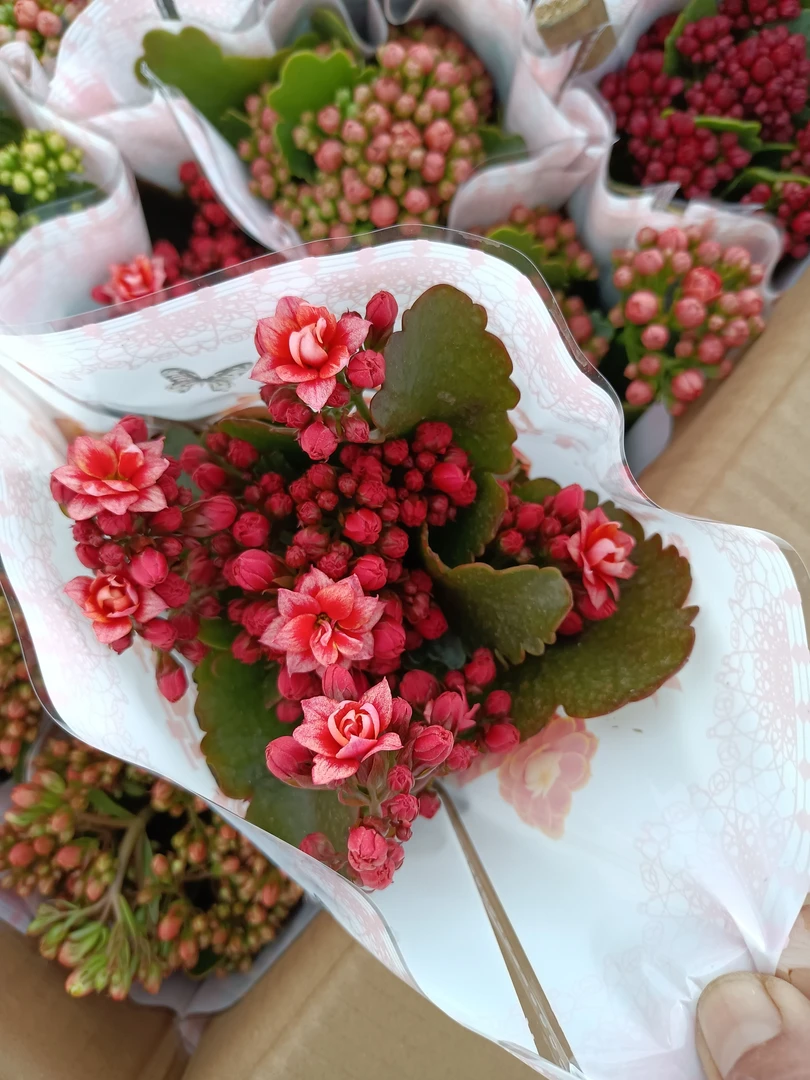 精品长寿花开花盆栽