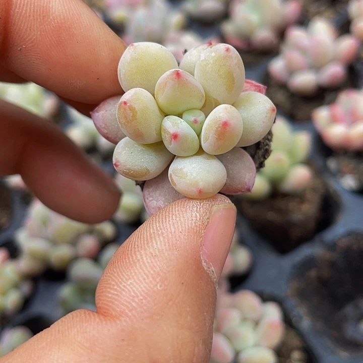 粉妖奶满18包邮发3颗