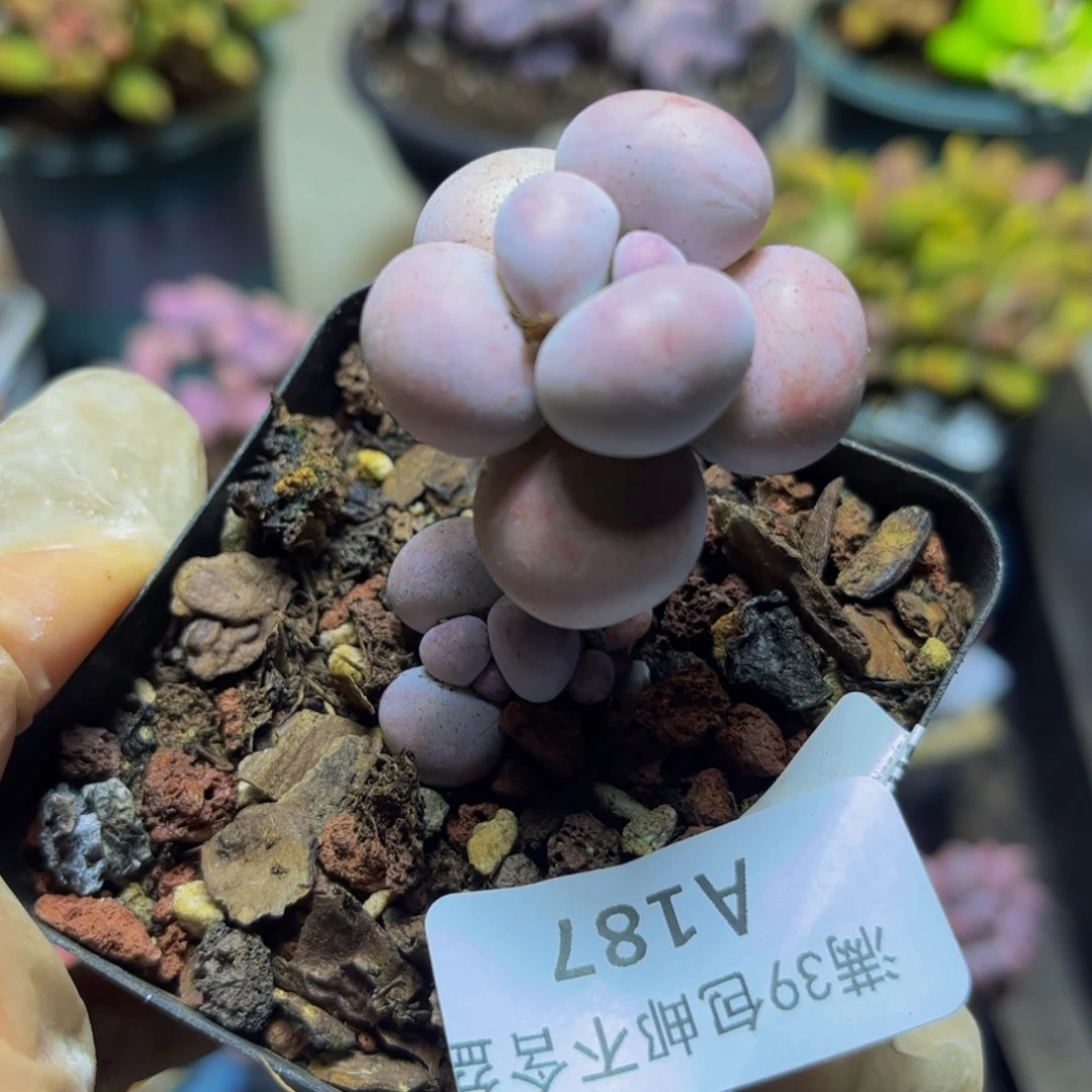 187芭比奶酪3厘米