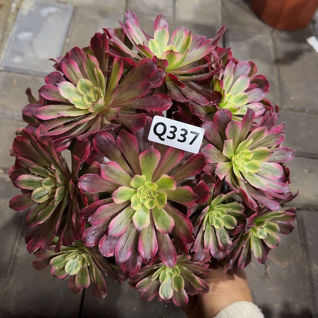 337夕颜33冠服25左右丛林