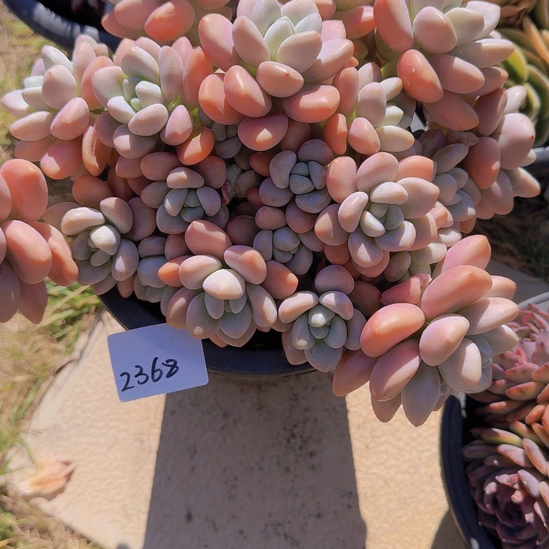 露*卡2368洛神多肉植物