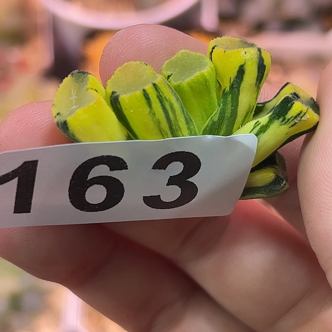 红红火火恍恍惚惚