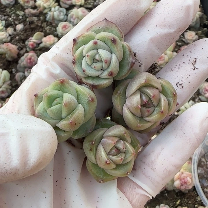 103号王者珍妮多肉四颗