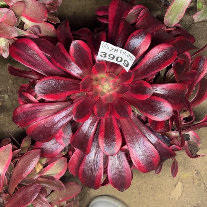 3909美杜莎多肉植物