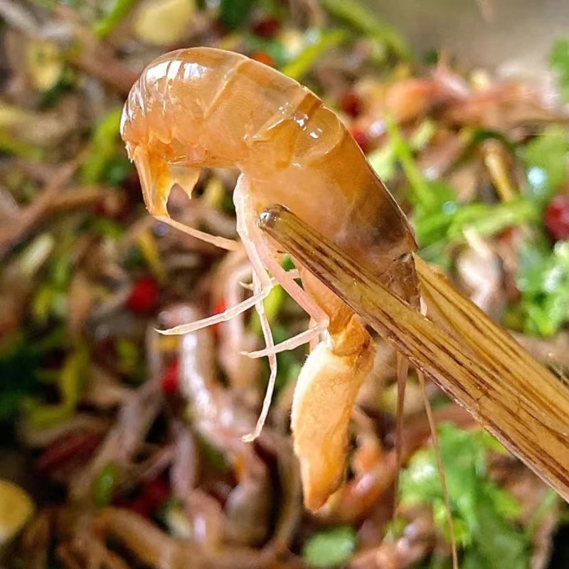 大连当地野生嘎巴虾 小虾介意勿拍 顺丰包邮  保鲜不保活
