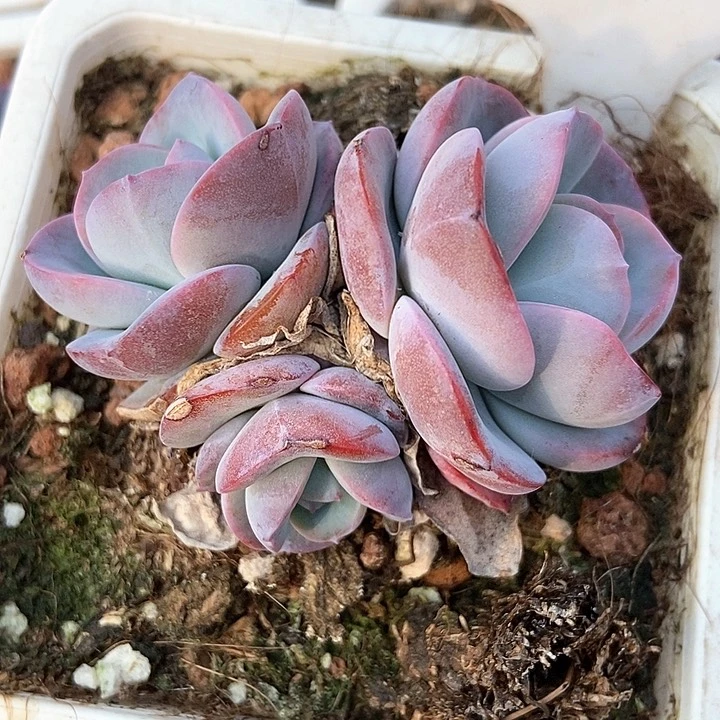 多肉植物布鲁兰884